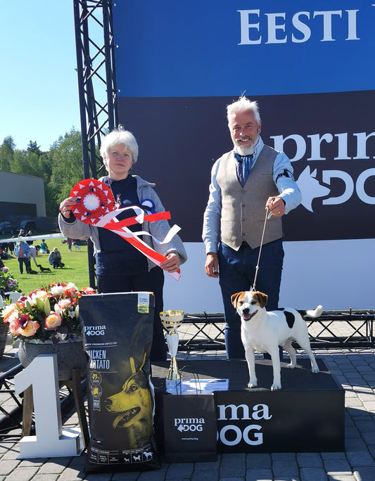 Start: 29/9 Valp/unghundskurs i Stockholm Norra - inomhus