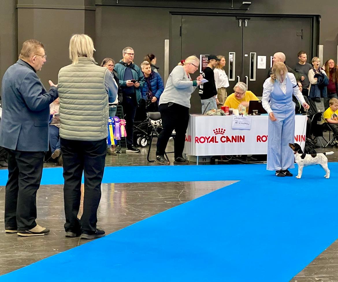 Start 8/10: Valp/unghundskurs i Västerås - inomhus
