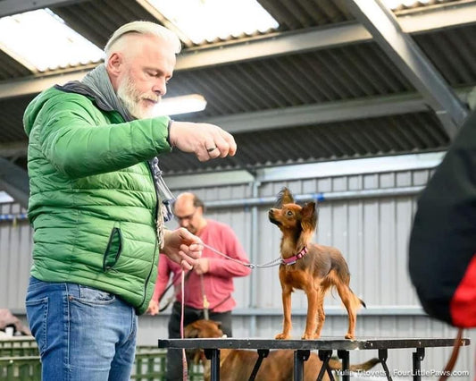 BORDSHUND utställningsträning i Stockholm (Södra inomhus)