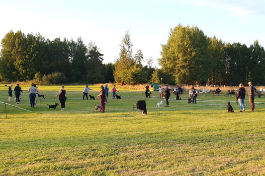 Utställningsträning på Karltorp 506 (Arboga/Örebro - Utomhus)